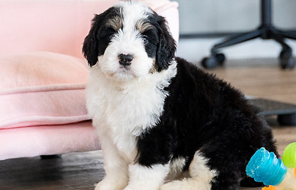 Mini Bernedoodle puppy for sale in Pennsylvania