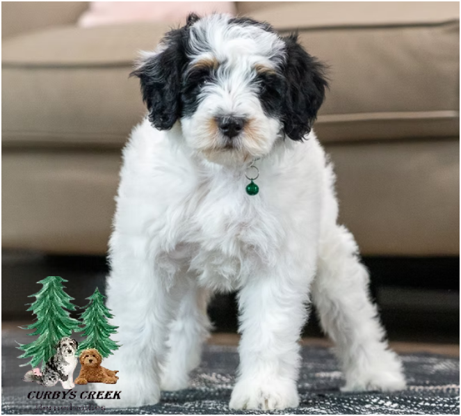 Mini Bernedoodle