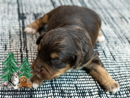 Mini Aussiedoodle