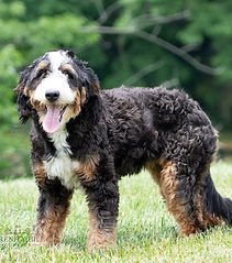 Mini Bernedoodle Puppies for Sale