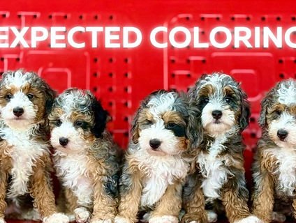 Mini Bernedoodle Puppies for Sale