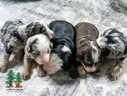 Mini Bernedoodle Puppies for Sale