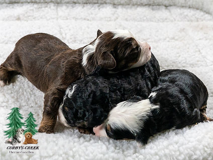 Mini Bernedoodle Puppies for Sale