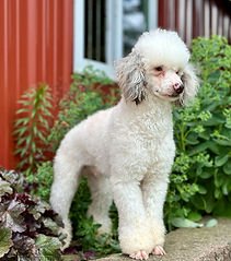 Mini Bernedoodle Puppies for Sale