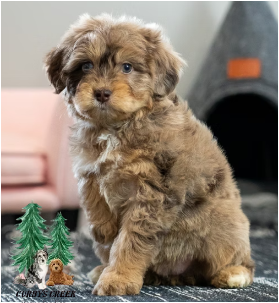 Callie-mini-aussiedoodle.png