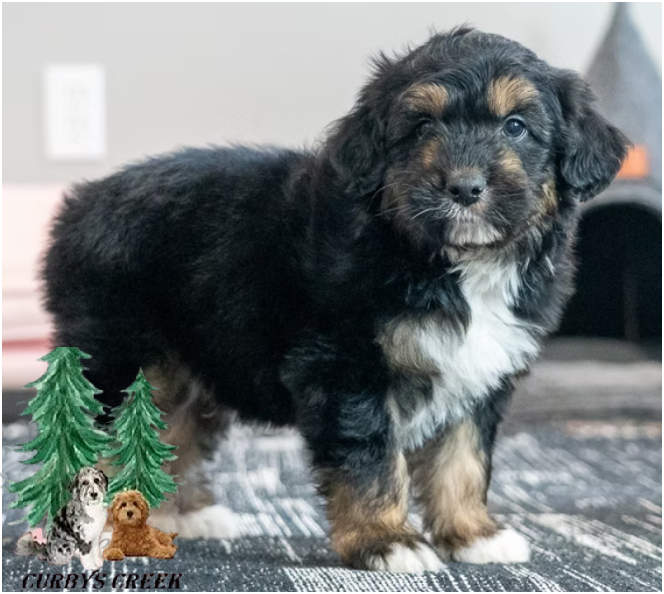 mini-aussiedoodle-puppies-for-sale