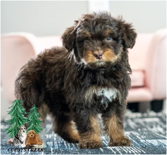 Dixie-mini-aussiedoodle.png