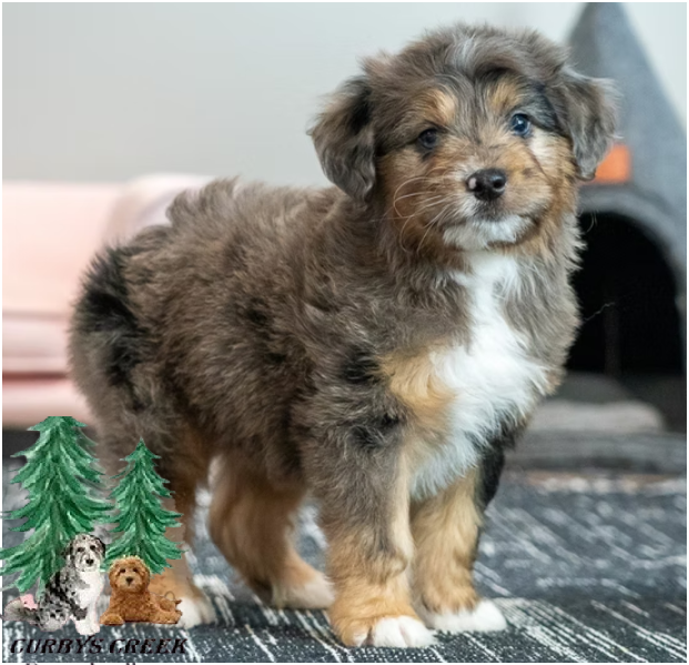 mini-aussiedoodle-puppies-for-sale