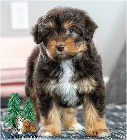 Kylo-mini-aussiedoodle.png