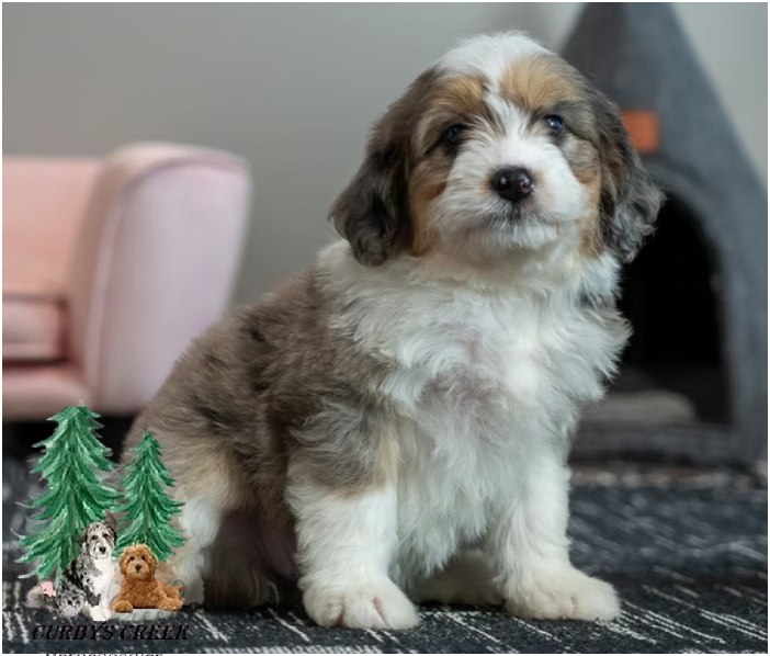mini-aussiedoodle-puppies-for-sale