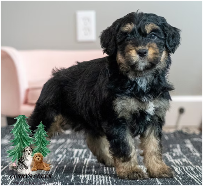 mini-aussiedoodle-for-sale.png