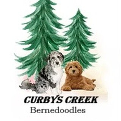 Curbys Creek Bernedoodles