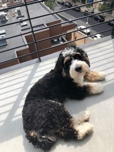 F1 Mini Bernedoodle Adult
