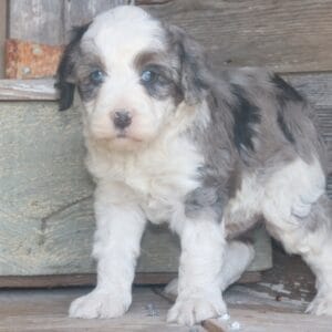 tiny-bernedoodle-puppies-for-sale.jpg
