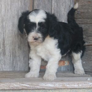 tiny-bernedoodle-puppies-for-sale.jpg