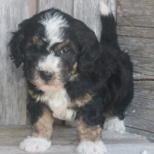 tiny-bernedoodle-puppies-for-sale.jpg