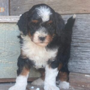 tiny-bernedoodle-puppies-for-sale.jpg
