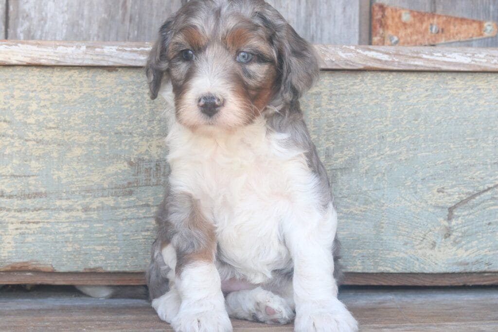 tiny-bernedoodle-puppies-for-sale.jpg