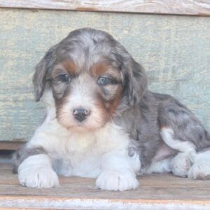 tiny-bernedoodle-puppies-for-sale.jpg