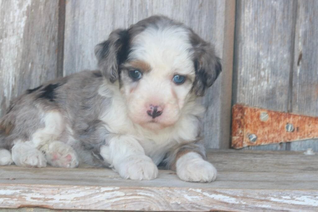 Odete the tiny Bernedoodle