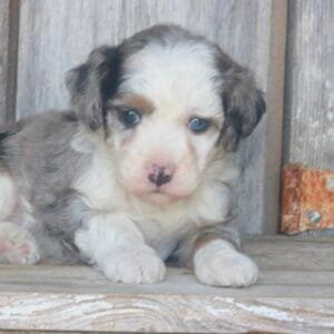 tiny-bernedoodle-puppies-for-sale.jpg