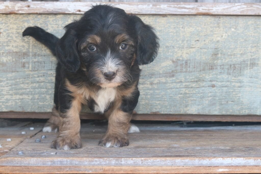 Omira the tiny Bernedoodle