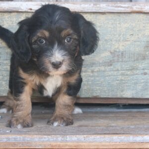 tiny-bernedoodle-puppies-for-sale.jpg