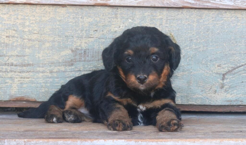 Orta the tiny Bernedoodle
