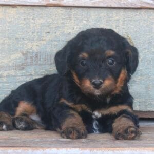 tiny-bernedoodle-puppies-for-sale.jpg