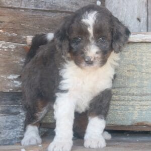 tiny-bernedoodle-puppies-for-sale.jpg