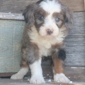 tiny-bernedoodle-puppies-for-sale.jpg
