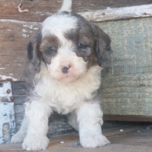 tiny-bernedoodle-puppies-for-sale.jpg