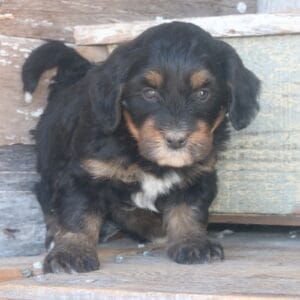 tiny-bernedoodle-puppies-for-sale.jpg