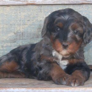 tiny-bernedoodle-puppies-for-sale.jpg