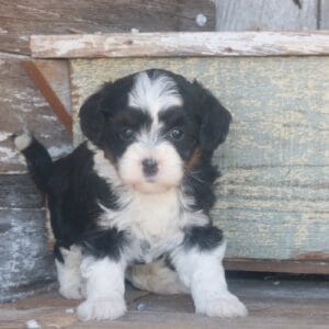 tiny-bernedoodle-puppies-for-sale.jpg
