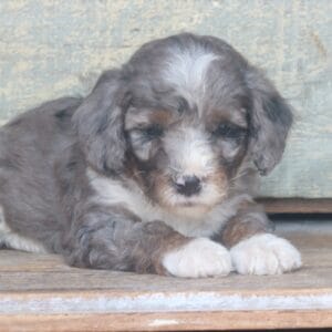 tiny-bernedoodle-puppies-for-sale.jpg