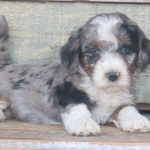 tiny-bernedoodle-puppies-for-sale.jpg