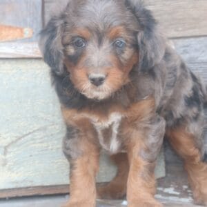 tiny-bernedoodle-puppies-for-sale.jpg