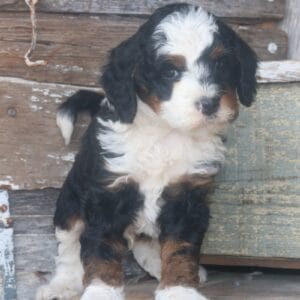 tiny-bernedoodle-puppies-for-sale.jpg