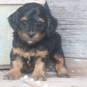 tiny-bernedoodle-puppies-for-sale.jpg