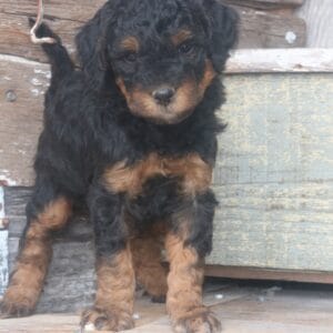 tiny-bernedoodle-puppies-for-sale.jpg