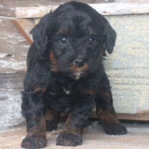 tiny-bernedoodle-puppies-for-sale.jpg