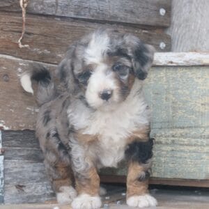 tiny-bernedoodle-puppies-for-sale.jpg