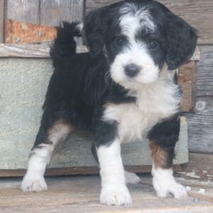 tiny-bernedoodle-puppies-for-sale.jpg