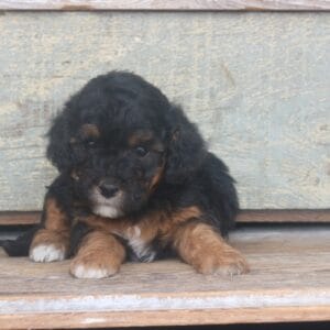 tiny-bernedoodle-puppies-for-sale.jpg