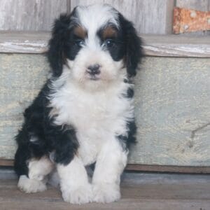 tiny-bernedoodle-puppies-for-sale.jpg