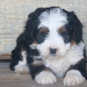tiny-bernedoodle-puppies-for-sale.jpg