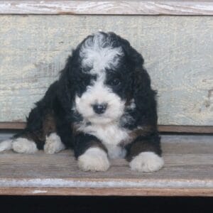 tiny-bernedoodle-puppies-for-sale.jpg