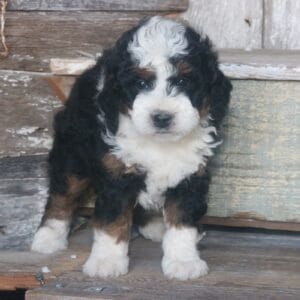 tiny-bernedoodle-puppies-for-sale.jpg