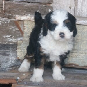 tiny-bernedoodle-puppies-for-sale.jpg
